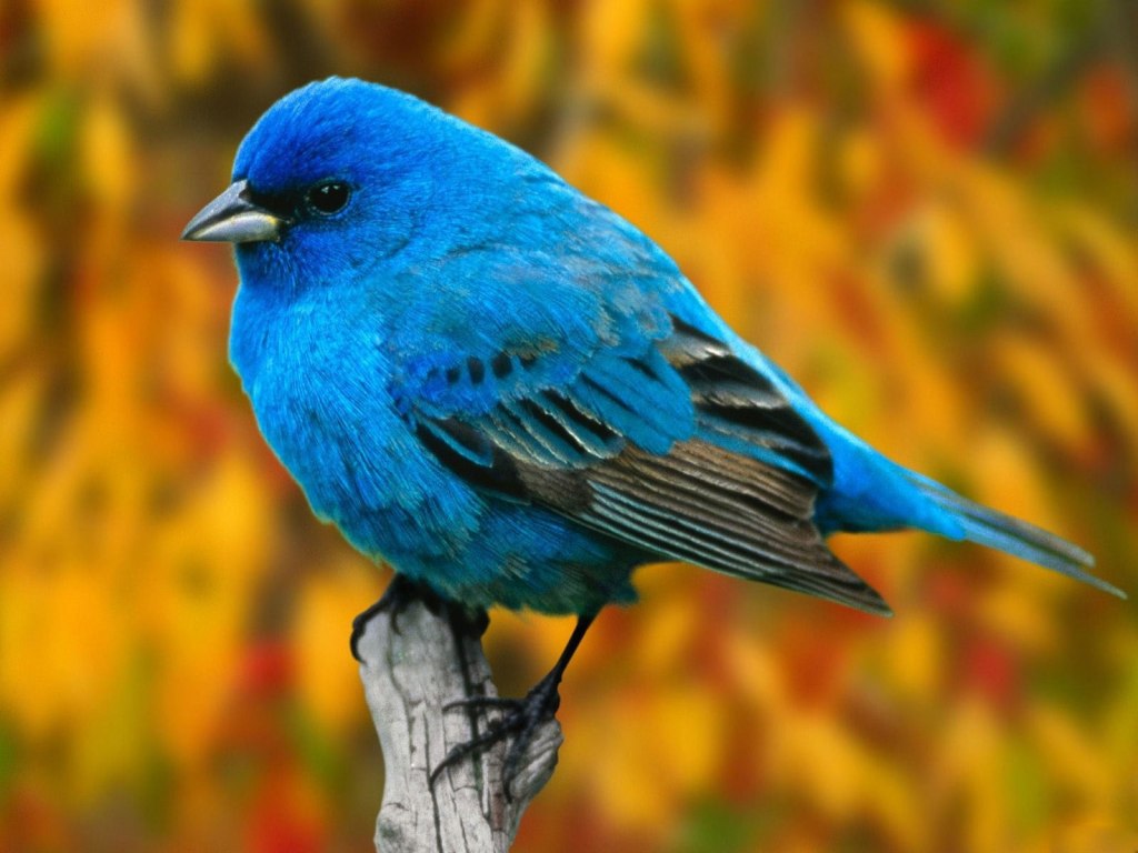 blue-bird-wallpaper-free